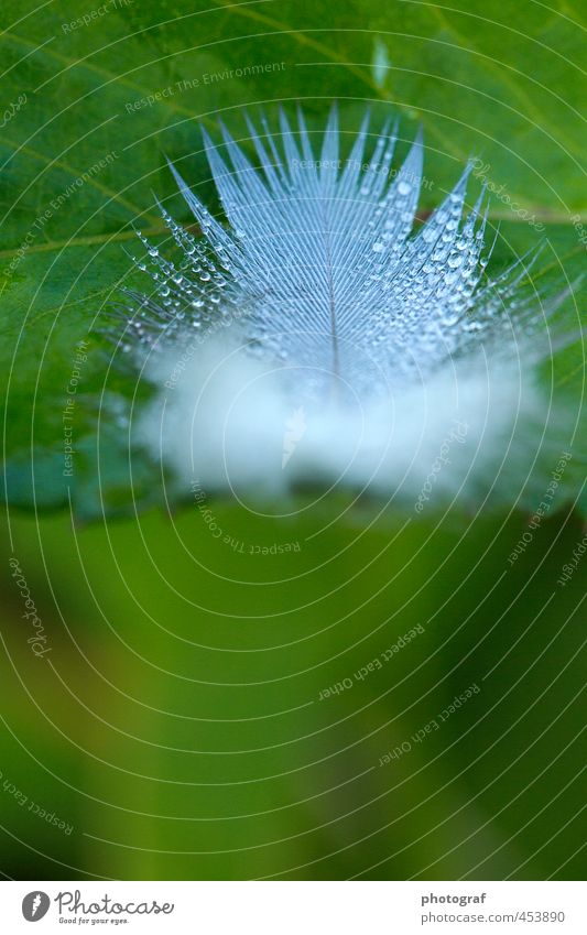 Bird feather with dewdrop Summer Sun Spring Autumn Weather Wind Gale Leaf End Autumnal colours Earth autumn holidays autumn championship autumn master