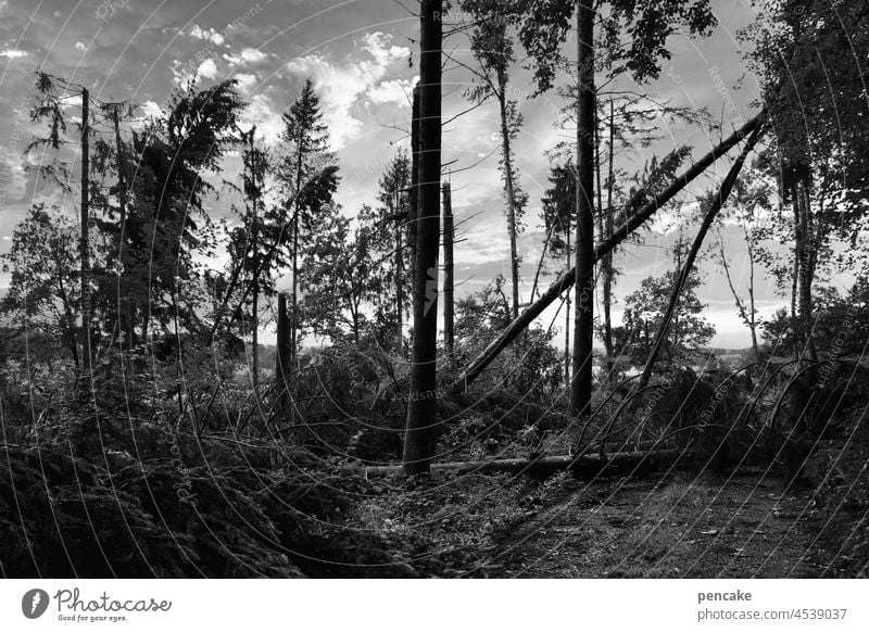 beauty in the eye of the beholder | natural Forest avalanche forest untreated Nature reserve Deserted Landscape Tree trunk storm damage snapped off Devastated