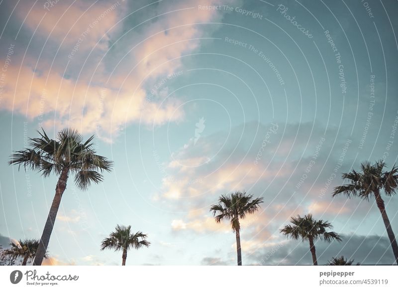 Palm trees in the sunset palms Sunset Sunset sky sunset mood Sunset Landscape Sunset light Sunset colours Exterior shot Sky Evening Dusk Deserted Moody Twilight