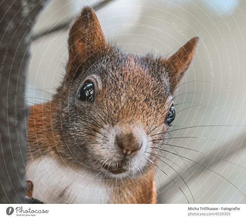 Curious looking squirrel Squirrel sciurus vulgaris Animal face Head Eyes Muzzle Nose Ear Pelt Wild animal Rodent Nature Observe Looking Curiosity Cute