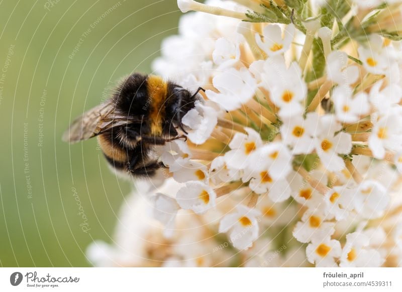 hungry bumblebee Bumble bee Insect Flower Summer Blossom Animal Nature Plant Close-up Macro (Extreme close-up) Pollen Nectar Grand piano Garden Wild animal