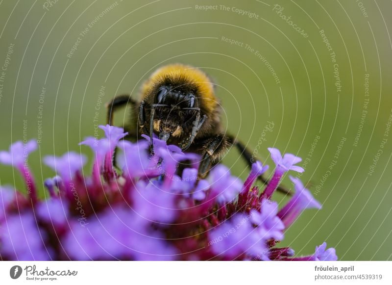 Refuel | Bumblebee with flowers Bumble bee Insect Blossom Flower Summer Nature Animal Plant Colour photo Exterior shot Close-up Wild animal Bee Garden Pollen