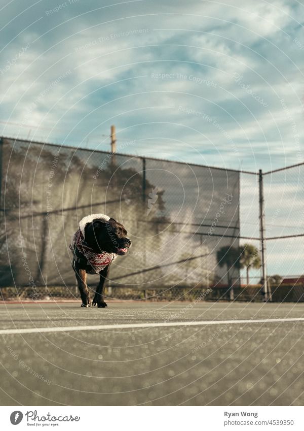 Pitbull walking down on a basketball court while peeking at the sun. pitbull park sweater pavement sky sport dog city street train sunlight smile domestic cute