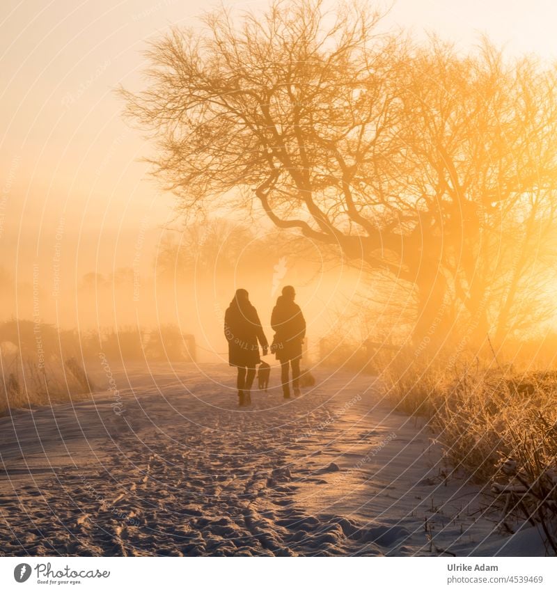 Sunrise and winter magic in the Teufelsmoor - Romantic walk in the snow Illuminate Sunlight Winter Back-light strollers Dawn Exterior shot Colour photo