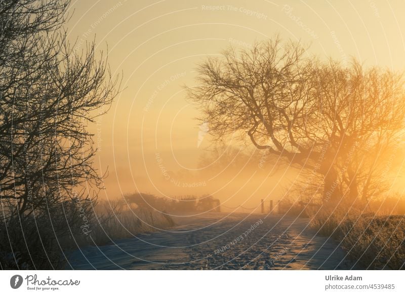 Winter in the Teufelsmoor l Snowy landscape at sunrise and fog Snowscape path off Sunlight devil's mire Dawn Back-light Sunset Mystic Worpswede Sunrise