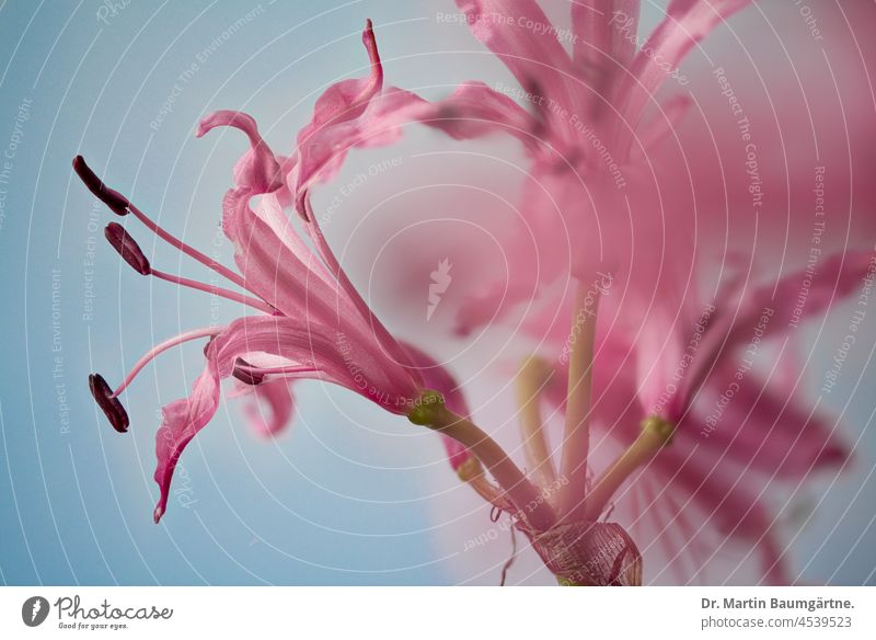 Inflorescence of Nerine bowdenii, nerine or guernseylily; flowers in autumn Guernsey Lily inflorescence Blossom amaryllidaceae Amaryllis bulb flower