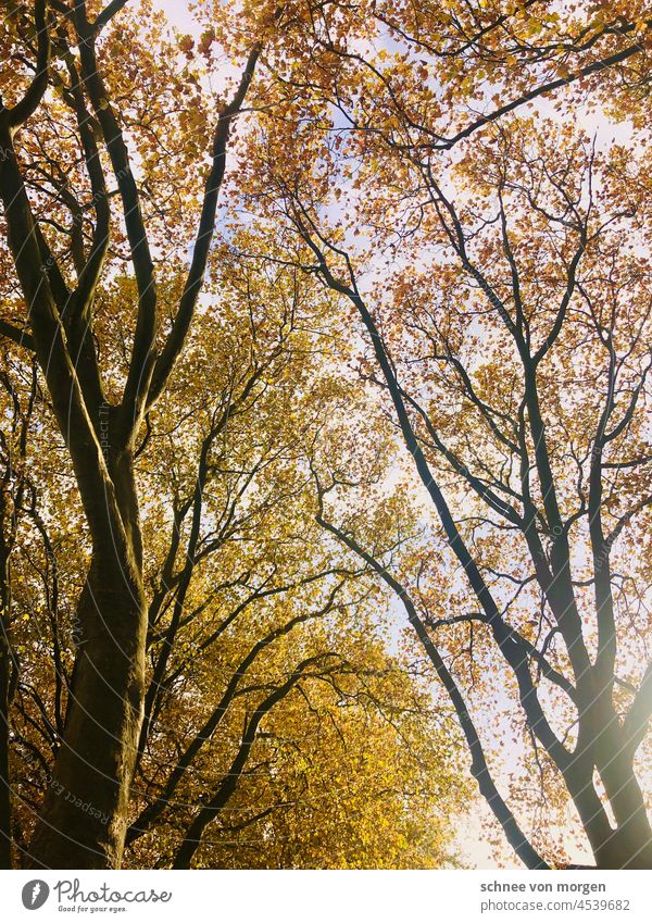 homeland Street Avenue trees Autumn Sun leaves Nature Forest Landscape Light Green off Environment Sunlight foliage Leaf Park naturally Outdoors Holiday season