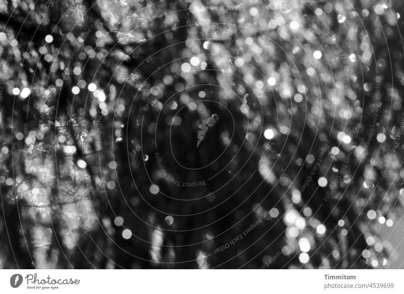 Glittering water drops in spruce branches Drops of water sparkle Wet Spruce branches spruce needles Winter Bright Dark Black & white photo Nature Exterior shot