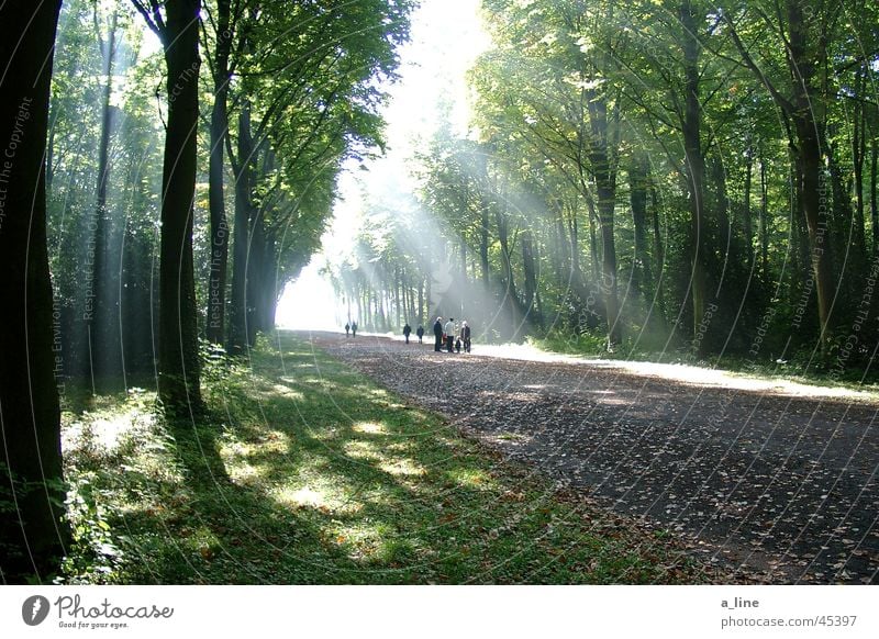 stroll Tree Sunbeam Forest Promenade Light Shadow