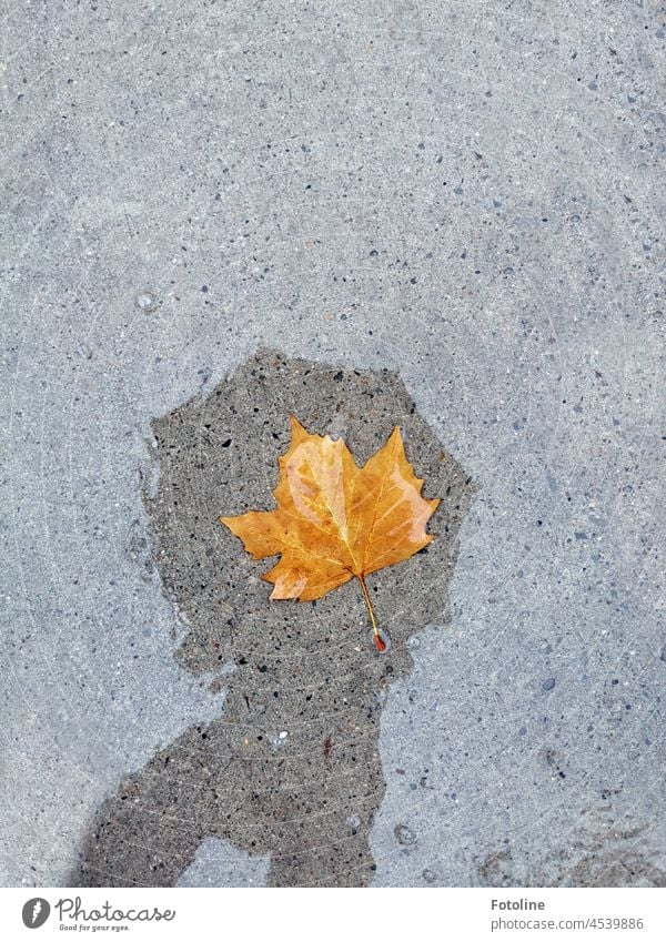 This autumn leaf in the puddle needs to be photographed quickly, even though it's raining. Puddle Water Rain Reflection Wet Autumn Bad weather Exterior shot