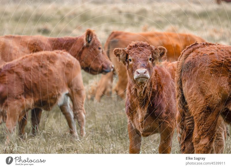 Grazing livestock - Cattle breeding-free-range farming - Species-appropriate Free-range rearing Cattle farming Farm animal Animal Exterior shot Meadow Deserted