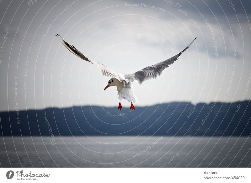 never look back!! Environment Nature Summer Autumn Beautiful weather Lake Animal Wild animal Bird Seagull 1 Flying Looking Esthetic Elegant Fresh Natural Blue