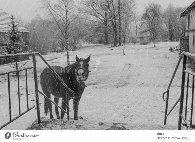 a horse is standing in the winter snowdrift on a farm in front of the entrance to the house Horse Winter b/w Farm Poland Snow bnw Black & white photo