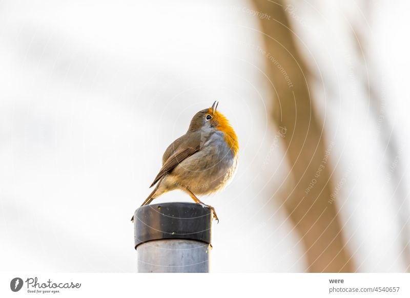 A robin sits on a fence post Erithacus rubecula Robin redbreast Animal Bird Birdseed bird feeding Branch Subsidiaries Cold Copy Space cuddly soft feathers Feed