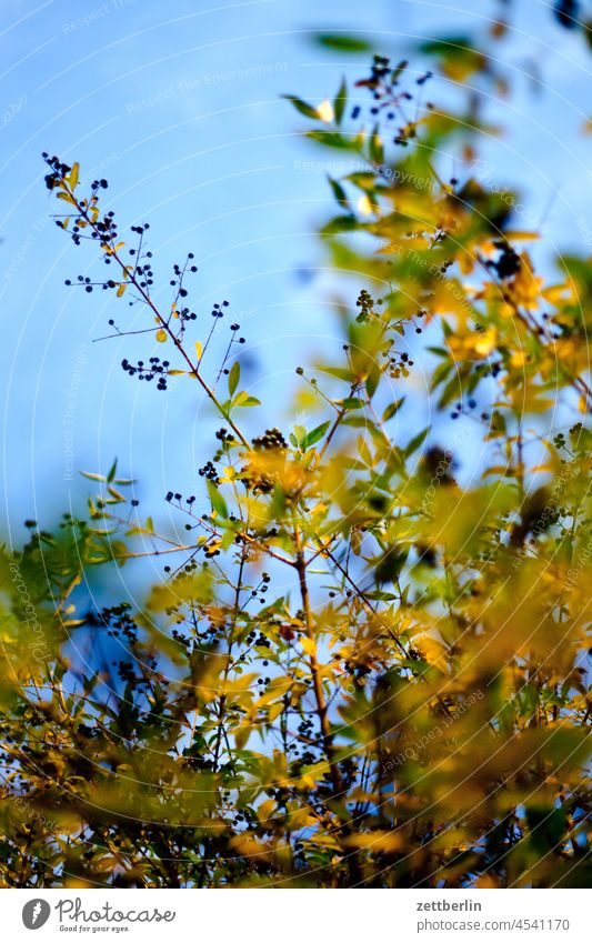 Privet in autumn Branch Tree Relaxation holidays Garden Autumn Autumn leaves Sky allotment Garden allotments foliage Foliage colouring Deserted Nature Plant