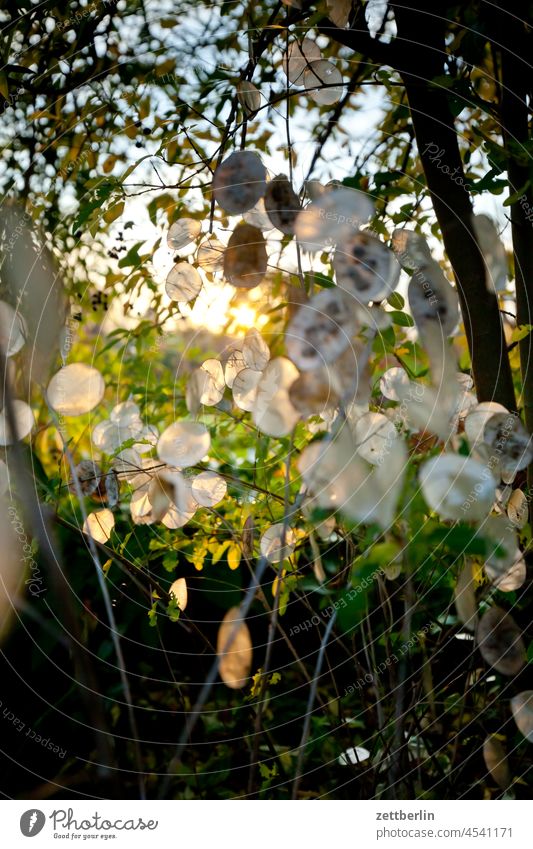 Annual silver leaf in autumn Evening Branch Tree Dark Twilight Relaxation awakening holidays Garden Autumn Autumn leaves Sky allotment Garden allotments foliage