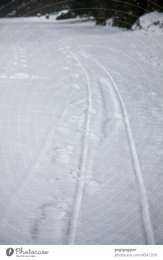 Sledge track in the snow Sleigh sled tracks tracks in the snow Snow Snowfall Snow layer Snowscape Winter mood Cold Winter's day Nature White Frost Exterior shot