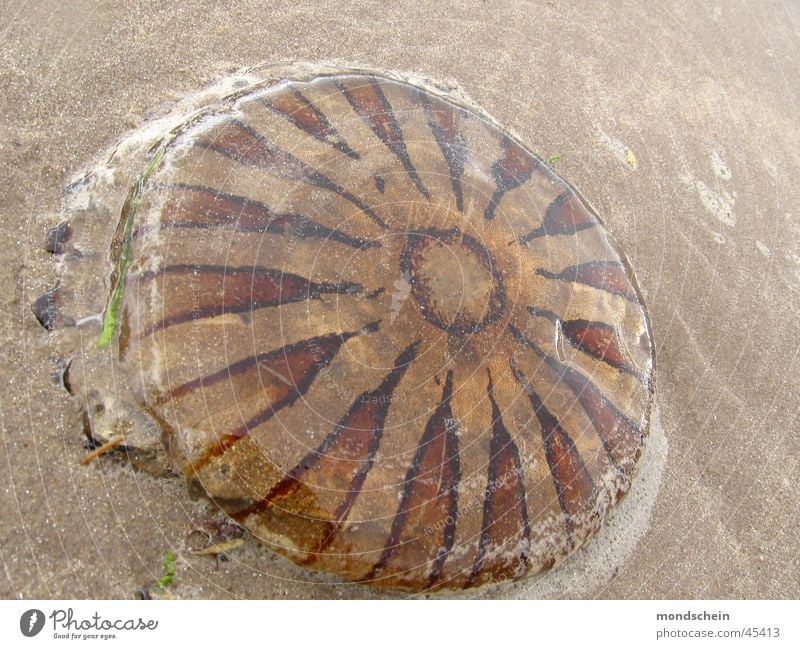 flotsam and jetsam Jellyfish Ocean Pattern Discovery Flotsam and jetsam Structures and shapes Sand Mud flats