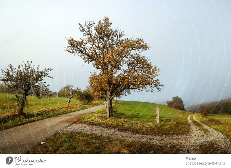 Autumn landscape with fields and meadows on a clear day autumn tree sky environment forest nature cloud grass rural season fall gold leaf beauty outdoors