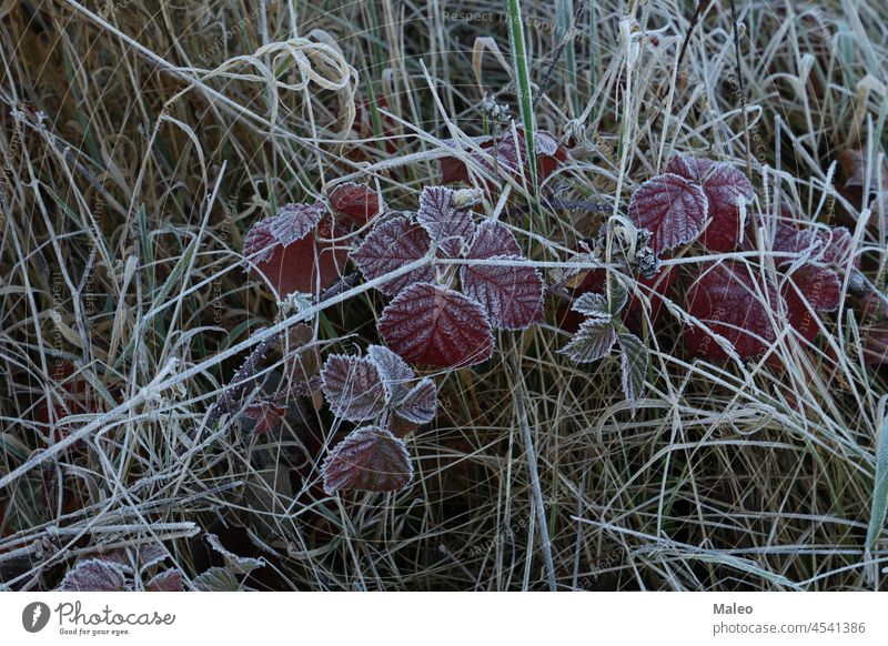 Autumn morning leaves are covered with hoarfrost winter nature plant autumn background closeup crystal cold outdoor snow frosty fall ice leaf natural season