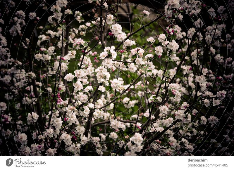 A dream of flowers Bud Exterior shot Green Spring Growth Deserted Blossom Colour photo Nature Plant pretty Shallow depth of field Day Close-up Blossoming Detail