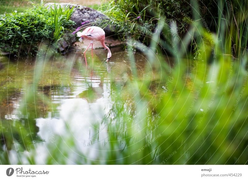 flamingo Environment Nature Landscape Plant Animal Park Pond Wild animal Flamingo Zoo 1 Natural Green Colour photo Exterior shot Deserted Day