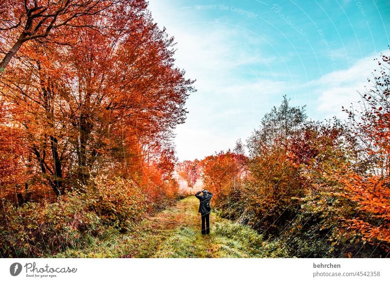 autumn poetry Calm Light Contrast falling leaves Colour photo Exterior shot Forest Leaf Tree Plant Autumn Beautiful weather Environment Nature Landscape Seasons