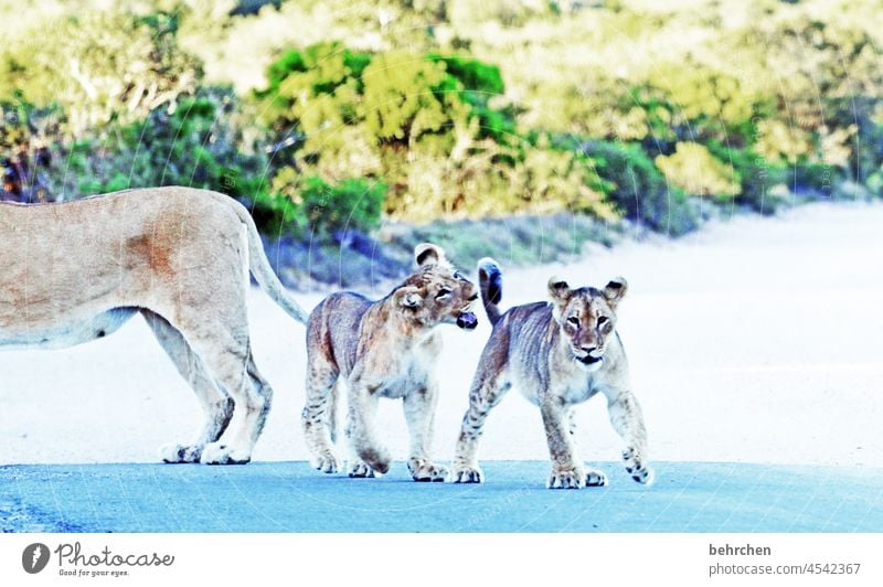 animal love | what teases, loves each other Animal portrait blurriness Sunlight Contrast Light Day Deserted Exterior shot Colour photo Animal protection Risk