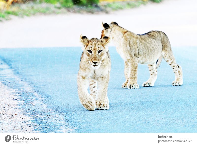 friendship | taking care of each other Animal portrait Sunlight Shadow Light Day Deserted Exterior shot Colour photo Animal protection Playing