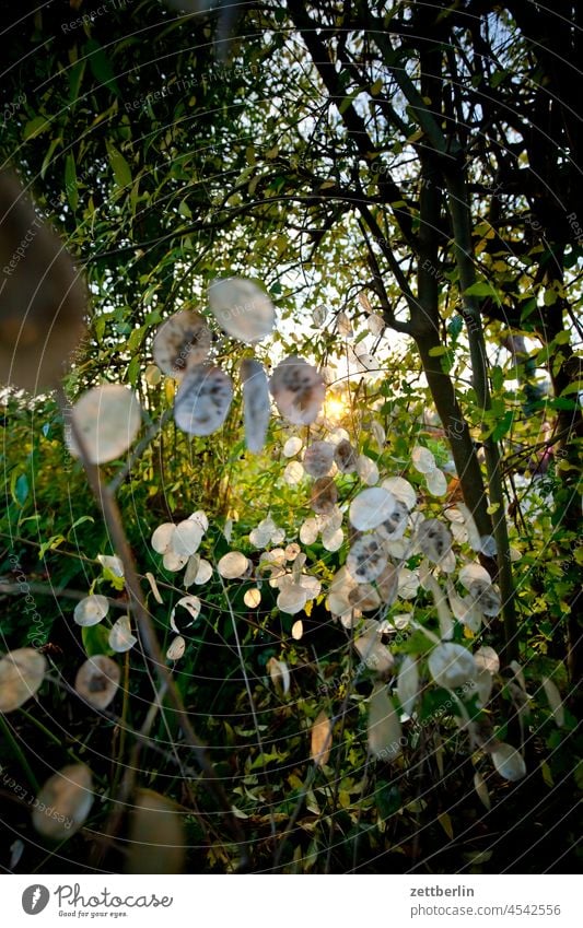 Annual silver leaf in autumn Evening Branch Tree Dark Twilight Relaxation awakening holidays Garden Autumn Autumn leaves Sky allotment Garden allotments foliage