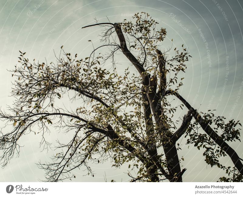 Silhouette of a tree against the sky. art autumn background bare black branch concept crooked dark darkness dead death design dramatic dry evil fall forest