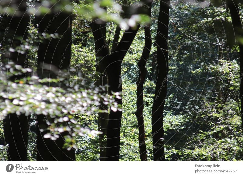 Forest atmosphere : green light and shadow play trees leaves Moody forest bath Summer Green Light foliage Nature Mood lighting in the country Light and shadow