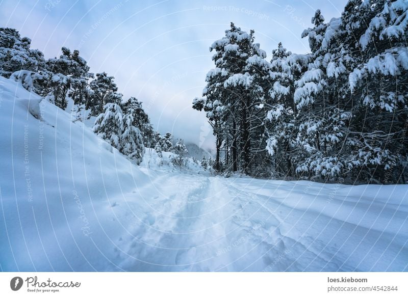 Traces trough deep snow in alpine forest, Wildermieming, TIrol, Austria winter tree nature fir path dusk cold tirol landscape trail walk white alps frozen