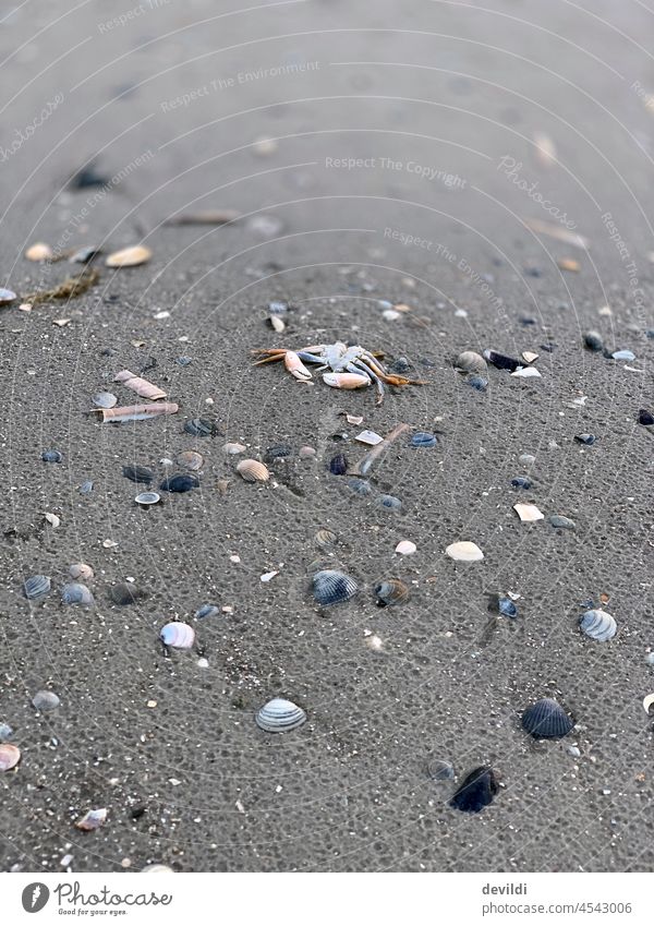 lived out, dead crab on the beach surrounded by shells Beach Shrimp Lake North Sea North Sea coast Schleswig-Holstein seascape Mussel Mussel shell Crabs