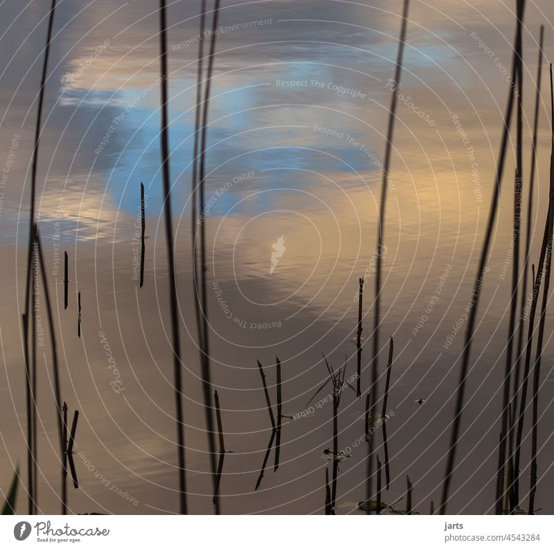 light of silence Light spieglung Water Sky Clouds silent reed grass Lake tranquillity Calm Nature Moody Idyll Lakeside Deserted Reflection Surface of water