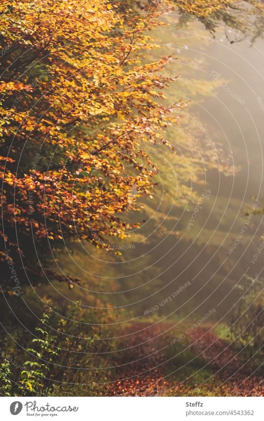 Way in the fog Fog autumn fog Automn wood Autumnal weather Shroud of fog Ambiguous inscrutable Misty atmosphere off foggy October Forest Autumn trees