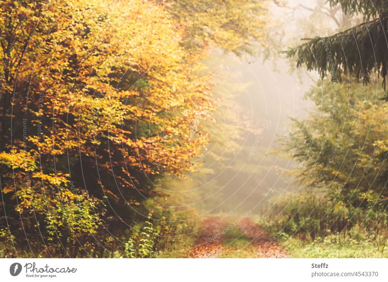 foggy forest path Automn wood autumn fog Fog Autumnal colours autumn colours Shroud of fog Autumnal weather Sauerland Cloud forest Eerie autumn mood