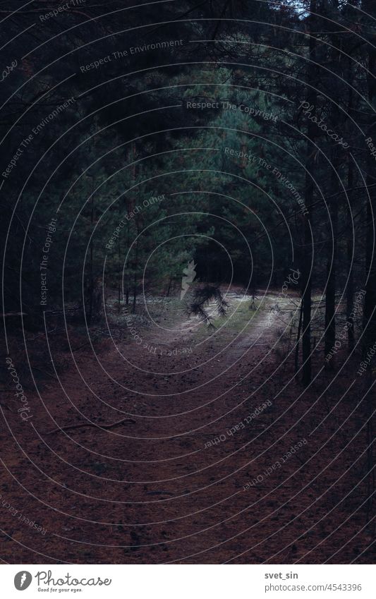 A path covered with dry needles in a pine forest. Light on the road in the shady green coniferous forest. autumn back light back lit background beautiful