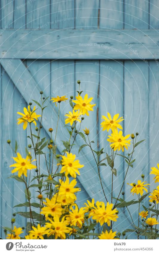 Sunflower in front of blue board wall Plant Summer Flower Blossom Jerusalem artichoke Garden Park Hut Barn Wall (barrier) Wall (building) Wooden wall