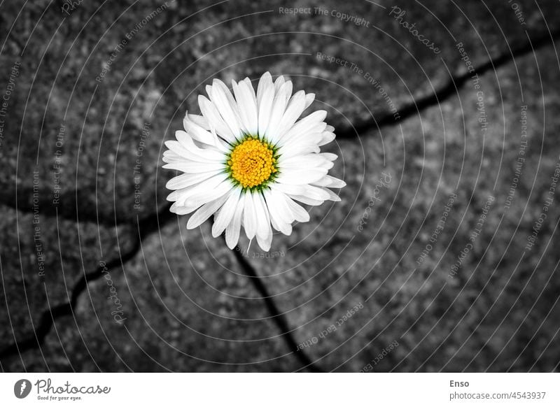 White daisy flower in the crack of an old stone slab - the concept of rebirth, faith, hope, new life, eternal soul powerful break through survival