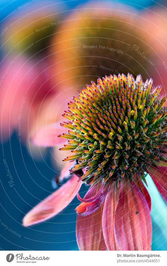 Inflorescences of Echinacea purpurea, Asteraceae with purple-pink ray florets purple echinacea inflorescence inflorescences shallow depth of field