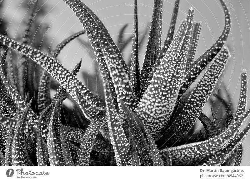 Haworthia fasciata, the zebra haworthia Zebrahaworthy succulent Rosette from South Africa Grass Trees Ornamental plant Plant black-white