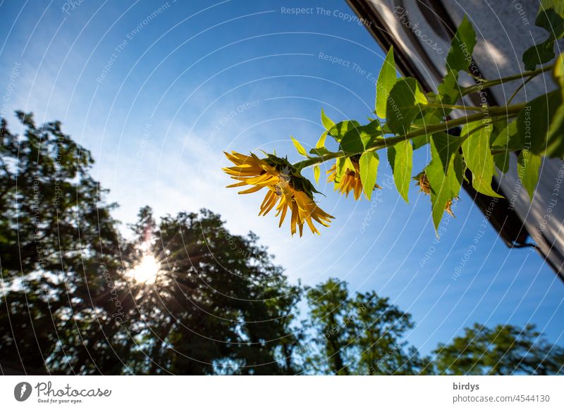 blooming sunflower at the house in sunshine. Frog perspective Sunflower sunflower blossom Sunbeam Beautiful weather Blue sky Sunlight Back-light Summer