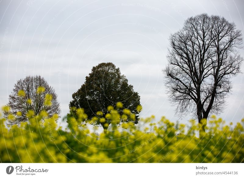 A leafy tree between two non-leafy trees in front of a flowering mustard field. Field mustard defoliated Field Grove Mustard Field blossoms wild mustard