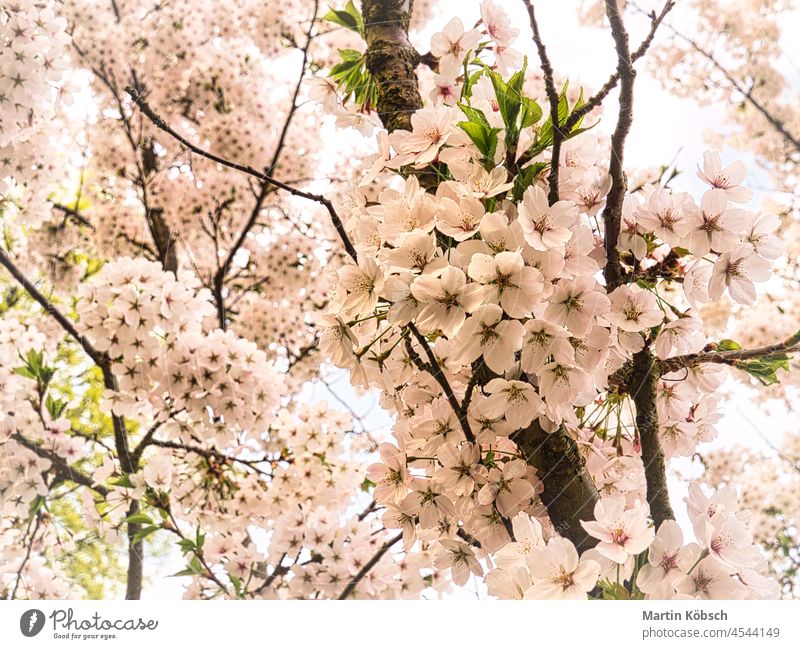 Cherry blossoms in britzer garden in Berlin tree cherry blossom flower spring nature pink season cherry tree japan flora white japanese release blue background