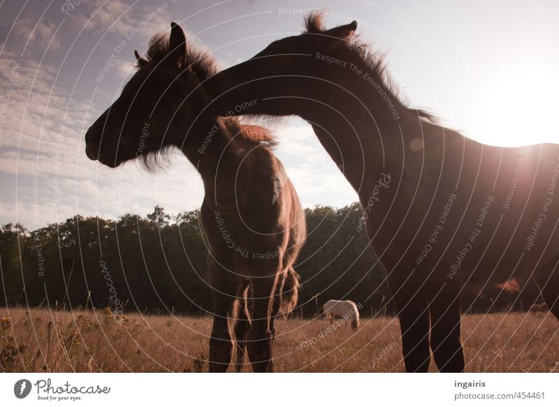 Iceland foals Nature Landscape Sky Clouds Horizon Beautiful weather Plant Grass Meadow Forest Pasture Farm animal Horse Iceland Pony Foal 2 Animal Baby animal