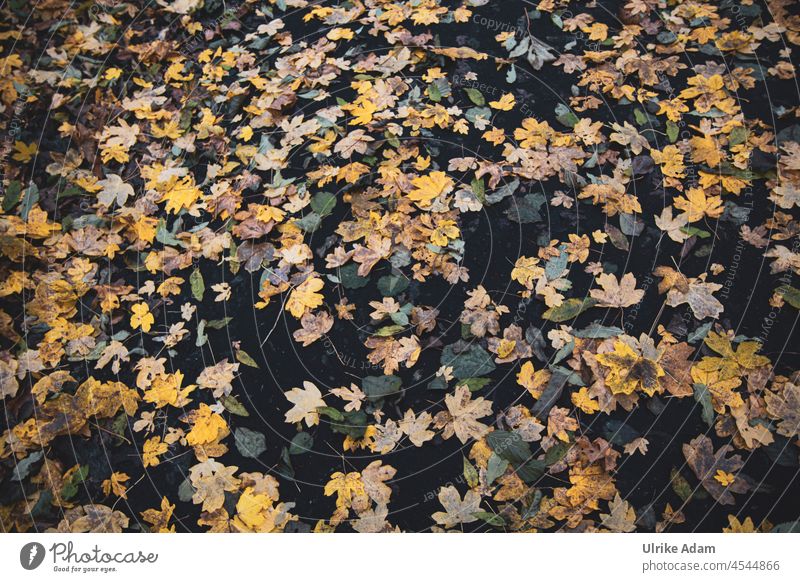 Autumn background | Many colorful leaves Autumnal Autumnal colours Autumn leaves Nature Leaf Early fall Exterior shot Seasons Transience foliage autumn mood