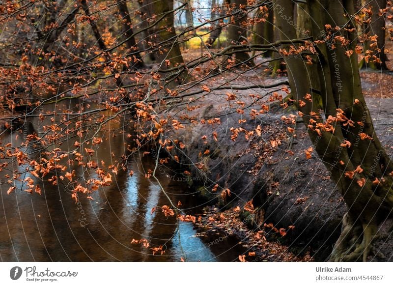 Autumn in the deciduous forest by the river Seasons leaves autumn mood Sunlight Light Deserted Exterior shot Colour photo autumn light Autumnal Autumnal colours