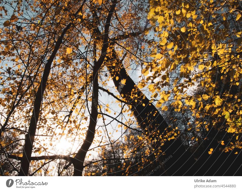 Autumn perspective Beautiful weather Automn wood Autumnal landscape Autumn leaves Back-light Environment Nature Leaf canopy Landscape Sun Tree Forest Illuminate