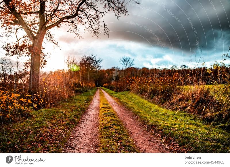 homeland Hope Storm Gale Clouds Rain Autumnal landscape Autumnal weather Automn wood Sunbeam autumn walk Autumnal colours autumn mood Seasons Autumn leaves